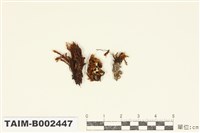 藏品(卷葉苔屬)的圖片